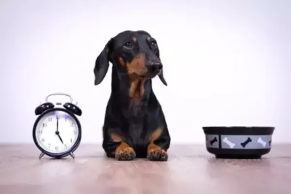 犬に『ご飯を与える時間』何時がベストなの？理想的なタイミングや年齢別の注意点まで