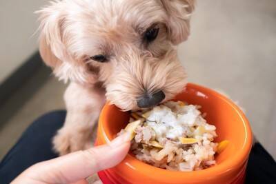 犬に『ご飯を与える時間』何時がベストなの？理想的なタイミングや年齢別の注意点まで