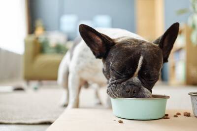 犬に『ご飯を与える時間』何時がベストなの？理想的なタイミングや年齢別の注意点まで
