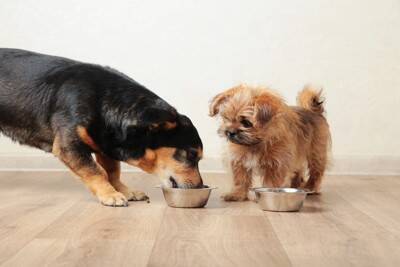 犬に『ご飯を与える時間』何時がベストなの？理想的なタイミングや年齢別の注意点まで