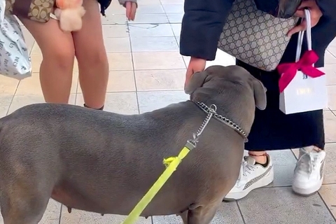 通りすがりの女性に『かっこいいね』と言われた『強面の大型犬』→ギャップがありすぎる光景が101万再生「甘え上手で可愛すぎ」「遭遇したい」
