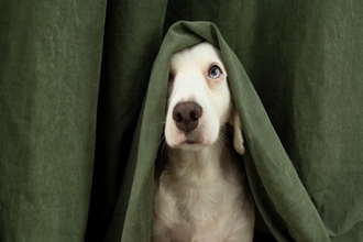 犬が家の中で『かくれんぼ』をする心理5つ　狭い場所に隠れるワケや注意点までご紹介