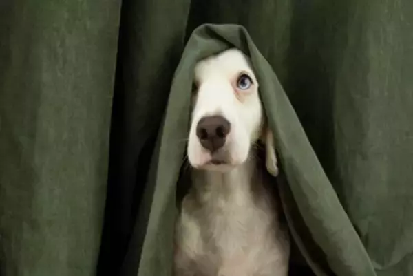 犬が家の中で『かくれんぼ』をする心理5つ　狭い場所に隠れるワケや注意点までご紹介