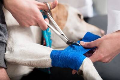 犬が家の中で『かくれんぼ』をする心理5つ　狭い場所に隠れるワケや注意点までご紹介