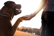 犬が『尊敬』している人にする行動5選　愛犬にリスペクトされるにはどうすべき？見逃したくない信頼のサインまで