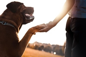 犬が『尊敬』している人にする行動5選　愛犬にリスペクトされるにはどうすべき？見逃したくない信頼のサインまで