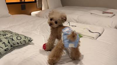 犬に初めて『おむつ』履かせた結果…思いがけない行動がおもしろいと8万2000再生「人間の赤ちゃんみたい」「可愛さ爆発」絶賛の声