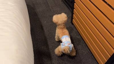 犬に初めて『おむつ』履かせた結果…思いがけない行動がおもしろいと8万2000再生「人間の赤ちゃんみたい」「可愛さ爆発」絶賛の声