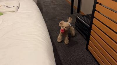 犬に初めて『おむつ』履かせた結果…思いがけない行動がおもしろいと8万2000再生「人間の赤ちゃんみたい」「可愛さ爆発」絶賛の声