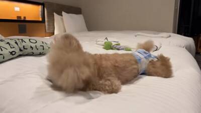 犬に初めて『おむつ』履かせた結果…思いがけない行動がおもしろいと8万2000再生「人間の赤ちゃんみたい」「可愛さ爆発」絶賛の声