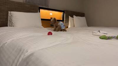 犬に初めて『おむつ』履かせた結果…思いがけない行動がおもしろいと8万2000再生「人間の赤ちゃんみたい」「可愛さ爆発」絶賛の声