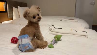 犬に初めて『おむつ』履かせた結果…思いがけない行動がおもしろいと8万2000再生「人間の赤ちゃんみたい」「可愛さ爆発」絶賛の声