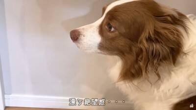 『お風呂嫌いで絶望する犬』と『初めてのお風呂にわくわくする子犬』…テンションの差がすごすぎると61万再生「目線を逸らすの可愛すぎｗ」