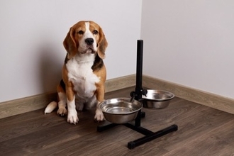 犬が『ご飯を欲しがっている』ときにみせるサイン7つ　愛犬からの要求にどう対応したらいいの？