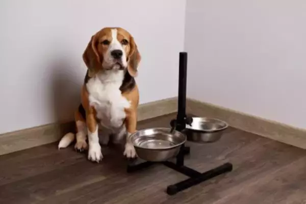 犬が『ご飯を欲しがっている』ときにみせるサイン7つ　愛犬からの要求にどう対応したらいいの？