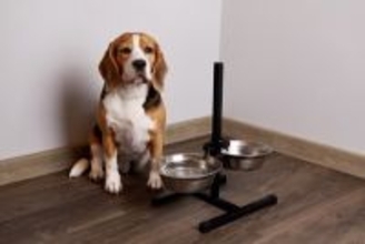 犬が『ご飯を欲しがっている』ときにみせるサイン7つ　愛犬からの要求にどう対応したらいいの？