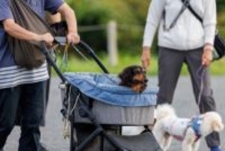 『高齢犬』がみせるサイン5選　シニア期を迎える前にやっておくべき準備まで