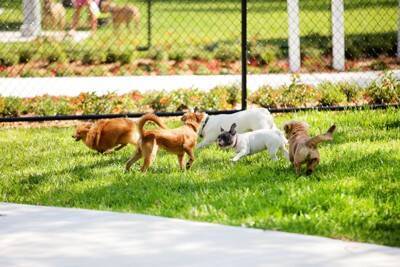 『ドッグランに行ってはいけない犬』の共通点6選　周囲に迷惑をかけるワンコの特徴まで