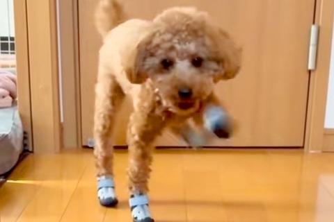 初めて『靴』を履いた犬→廊下を歩かせたら、ぎこちなさ過ぎて…思わず笑ってしまう『歩き方』が97万再生「悪いけど爆笑ｗ」「ロボットみたい」