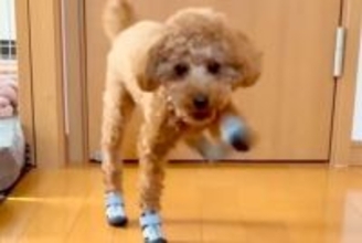 初めて『靴』を履いた犬→廊下を歩かせたら、ぎこちなさ過ぎて…思わず笑ってしまう『歩き方』が97万再生「悪いけど爆笑ｗ」「ロボットみたい」