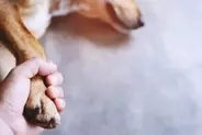 犬が『短命になる』絶対NG行為５選　愛犬の寿命を縮めてしまう飼い主のタブー行動とは？
