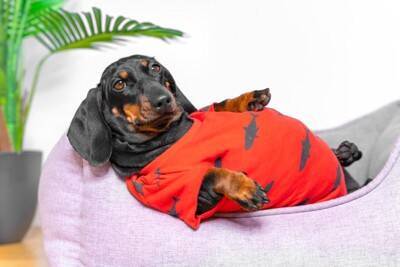 犬が『短命になる』絶対NG行為５選　愛犬の寿命を縮めてしまう飼い主のタブー行動とは？