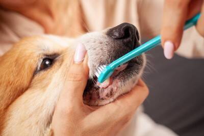 犬が『短命になる』絶対NG行為５選　愛犬の寿命を縮めてしまう飼い主のタブー行動とは？