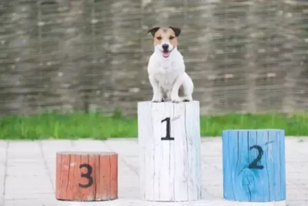 犬にまつわる『ギネス世界記録』5つ　あまり知られていないユニークな快挙とは？