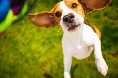 犬にまつわる『ギネス世界記録』5つ　あまり知られていないユニークな快挙とは？