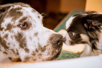 犬にまつわる『ギネス世界記録』5つ　あまり知られていないユニークな快挙とは？