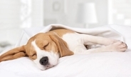 犬が寝ているときの『絶対NG行為』5選　飼い主からの睡眠妨害による悪影響とは？