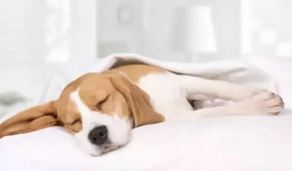 犬が寝ているときの『絶対NG行為』5選　飼い主からの睡眠妨害による悪影響とは？
