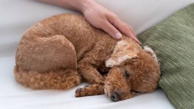 犬が寝ているときの『絶対NG行為』5選　飼い主からの睡眠妨害による悪影響とは？