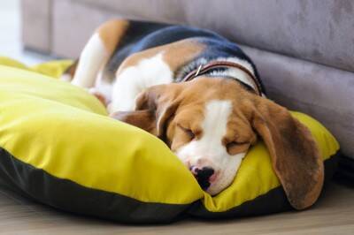 犬が寝ているときの『絶対NG行為』5選　飼い主からの睡眠妨害による悪影響とは？