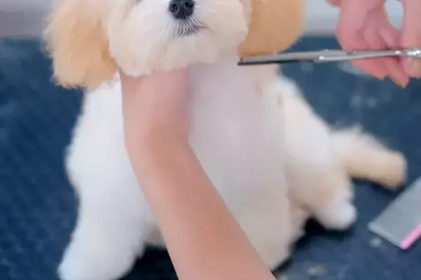 生後4ヶ月の赤ちゃん犬が『初トリミング』→カット中に、眠たくなってしまい…尊すぎる『電池切れの光景』が20万再生「ガチ寝ｗ」「天使ちゃん」