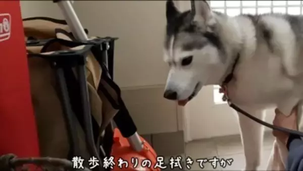 大型犬が『ママに怒られてしまった』結果…思った以上に『言い訳が止まらない姿』が子どものようだと77万再生「饒舌で草」「反省はしてるｗ」