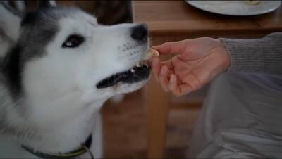 大型犬が『ママに怒られてしまった』結果…思った以上に『言い訳が止まらない姿』が子どものようだと77万再生「饒舌で草」「反省はしてるｗ」