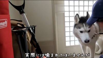 大型犬が『ママに怒られてしまった』結果…思った以上に『言い訳が止まらない姿』が子どものようだと77万再生「饒舌で草」「反省はしてるｗ」
