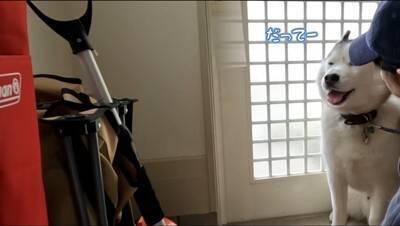 大型犬が『ママに怒られてしまった』結果…思った以上に『言い訳が止まらない姿』が子どものようだと77万再生「饒舌で草」「反省はしてるｗ」