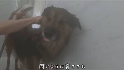 大型犬が『ママに怒られてしまった』結果…思った以上に『言い訳が止まらない姿』が子どものようだと77万再生「饒舌で草」「反省はしてるｗ」