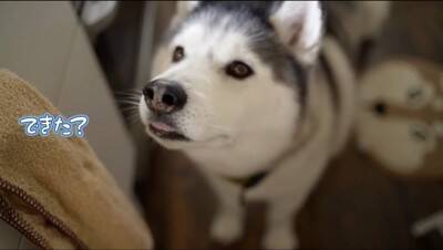 大型犬が『ママに怒られてしまった』結果…思った以上に『言い訳が止まらない姿』が子どものようだと77万再生「饒舌で草」「反省はしてるｗ」