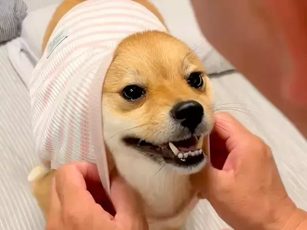 『今からマクドナルドの配達が来るから、吠えちゃダメ』と犬にお願いした結果→コント過ぎる光景が335万再生「爆笑した」「キレイなオチｗ」