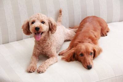 犬が『嫌な気持ち』のときにみせる行動５選　意外な仕草や嫌悪感を抱かせないためにすべきことまで