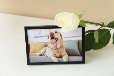 愛犬を亡くしたときに起こり得る『ペットロス』精神的に辛い理由4つ　少しでも気持ちを軽くするためにできることまで