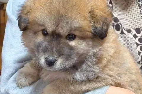 タヌキのようにコロコロしていた保護子犬→数ヶ月後…もはや別犬？衝撃的な『見た目の変化』に反響「想像してたのと全然違う」「変わりすぎｗ」
