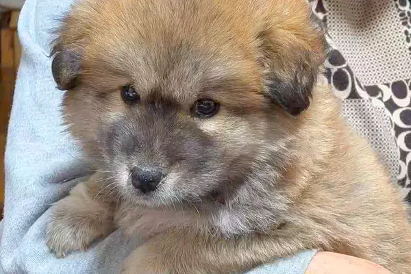 タヌキのようにコロコロしていた保護子犬→数ヶ月後…もはや別犬？衝撃的な『見た目の変化』に反響「想像してたのと全然違う」「変わりすぎｗ」