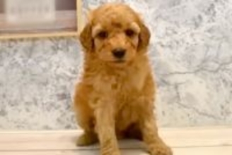 『3万円で売れ残っていたボサボサの犬』を飼った結果…表情が全く違う『感動的な結末』が401万再生「心にグッときた」「幸せでよかった」