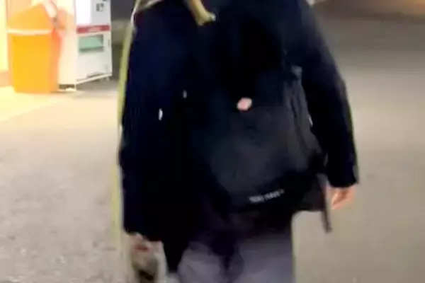 仕事帰り、お迎えに来た柴犬が歩かなくなってしまった結果→思わず二度見する『衝撃の帰宅スタイル』が127万再生「ポケモンで草」「癖がｗ」