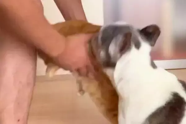 猫を抱っこしようとする男性→見ていた犬が嫉妬してしまい…まさかの『阻止の仕方』が可愛すぎると21万再生「人の子供で草」「犬が釣れたｗｗ」