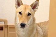 通りすがりの人に、必ず二度見される犬→下の方を見てみると…まさかの『あまりにも長い足』が149万再生「柴犬界の冨永愛」「柴に見えないｗ」